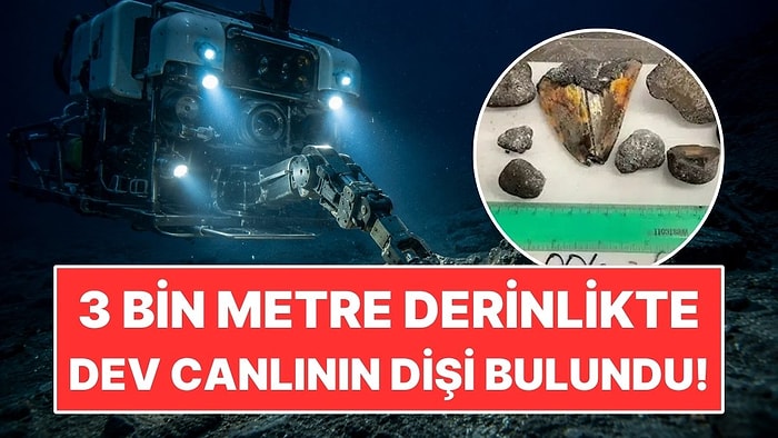 Okyanusun 3 Bin Metre Derininde Dev Canlının Milyonlarca Yıllık Dişi Bulundu