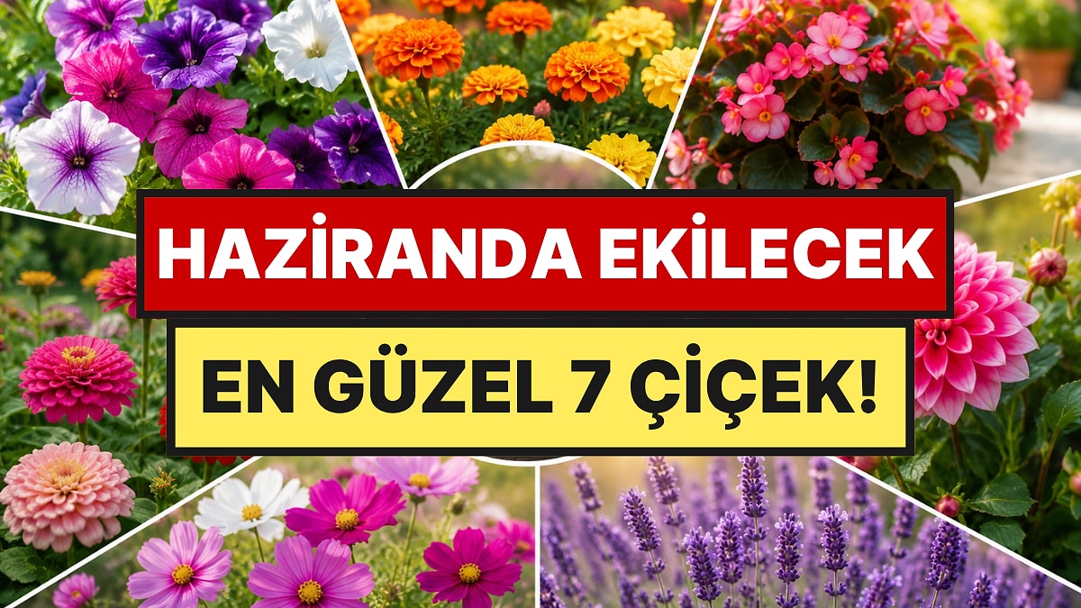 Haziran Ayında Ekebileceğiniz Yaz Boyu İhtişamını Koruyan 7 Çiçek Türü Açıklandı