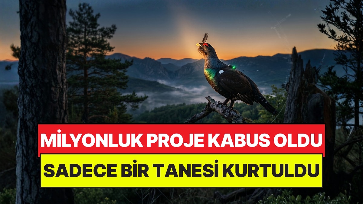 Milyon Dolarlık Projede Akılalmaz Son: Can Kurtarmak İstediler, Kabus Oldu
