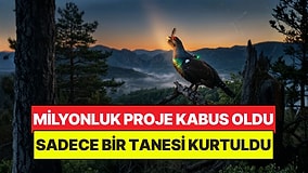 Milyon Dolarlık Projede Akılalmaz Son: Can Kurtarmak İstediler, Kabus Oldu