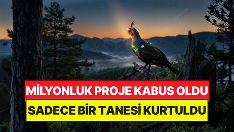 Milyon Dolarlık Projede Akılalmaz Son: Can Kurtarmak İstediler, Kabus Oldu