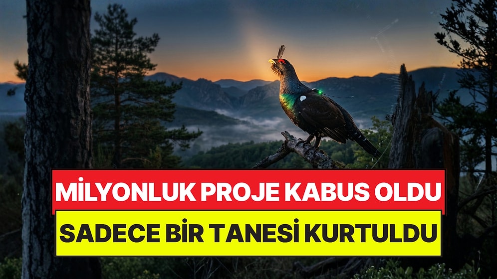 Milyon Dolarlık Projede Akılalmaz Son: Can Kurtarmak İstediler, Kabus Oldu
