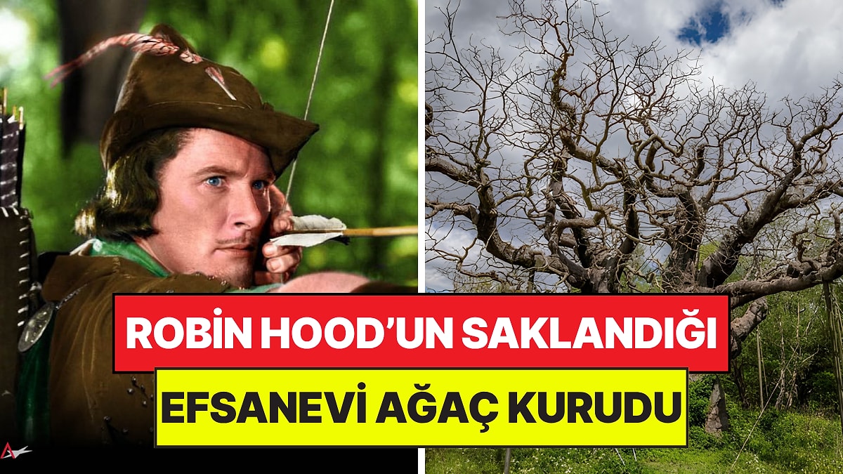 Zenginler Kazandı: Robin Hood’un Saklandığı 1.200 Yıllık Efsanevi Ağaç Kurudu