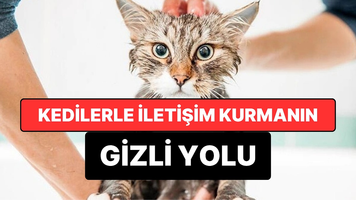 Kedilerle İletişim Kurmanın Gizli Yolu Keşfedildi