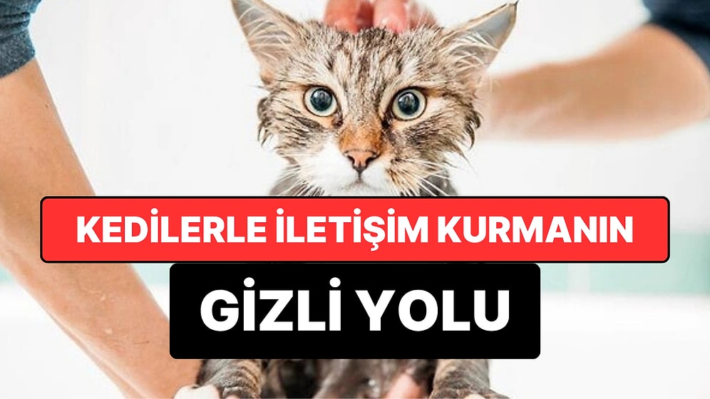 Kedilerle İletişim Kurmanın Gizli Yolu Keşfedildi
