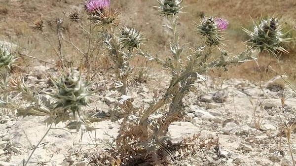 Şanlıurfa’nın Birecik ile Halfeti ilçeleri arasında yer alan bozkır ve kayalık alanlarda doğal olarak yetişen endemik Başkızan bitkisi, haziran ayıyla birlikte yeniden çiçeklenme dönemine girdi.