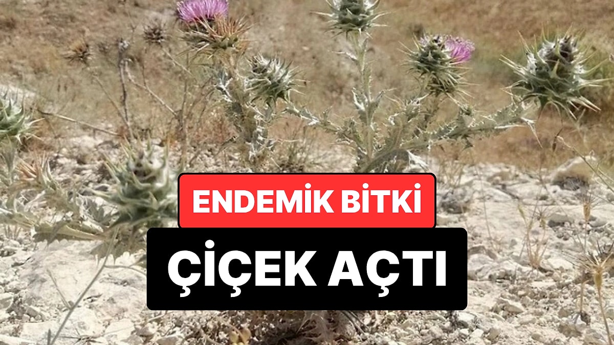Sadece Şanlıurfa’da Yetişiyor: Endemik Bitki Yeniden Çiçek Açtı