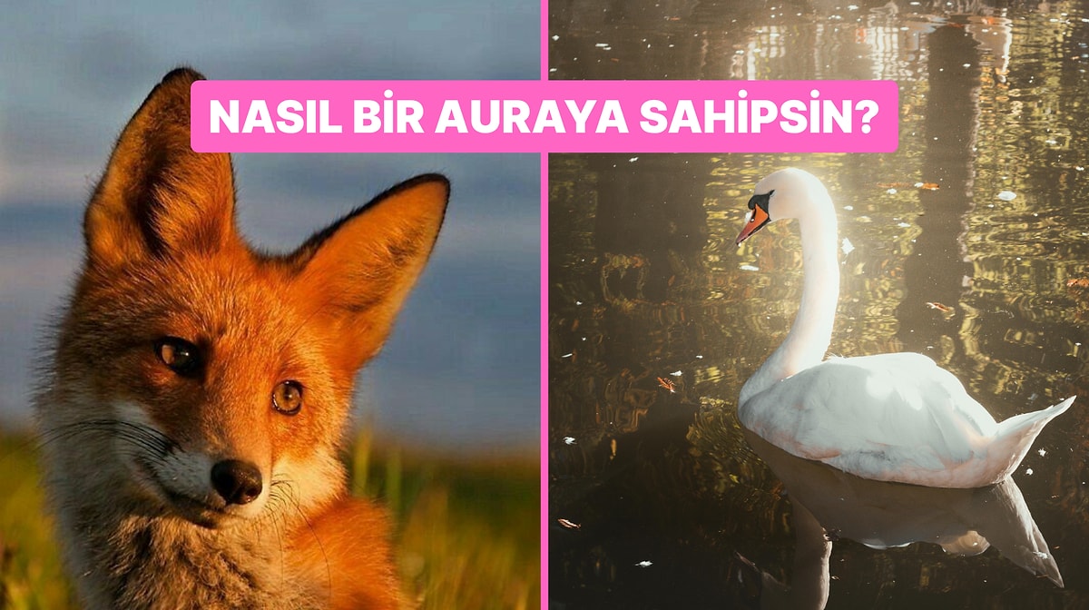Sahip Olduğun Aura Hangi Hayvanla Aynı?