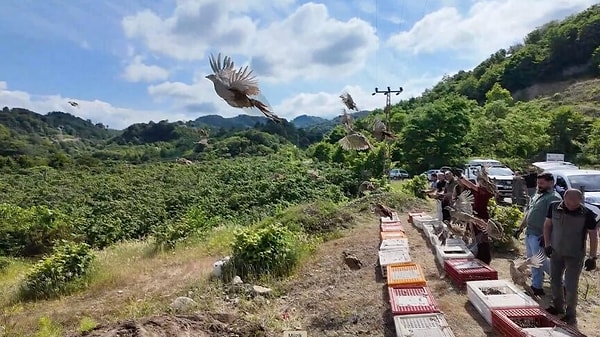 Son on yıllık süreçte bir milyon kanatlı yaban hayvanı doğaya salınarak ekosistem destekleniyor