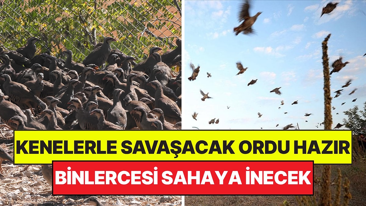 Kenelerle Savaşacak Keklik ve Sülün Ordusu Hazır: 51 Bin Tanesi Sahaya İnecek