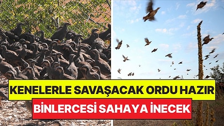 Kenelerle Savaşacak Keklik ve Sülün Ordusu Hazır: 51 Bin Tanesi Sahaya İnecek