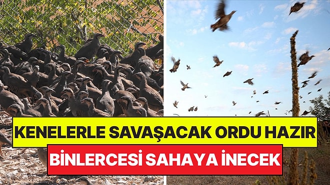 Kenelerle Savaşacak Keklik ve Sülün Ordusu Hazır: 51 Bin Tanesi Sahaya İnecek
