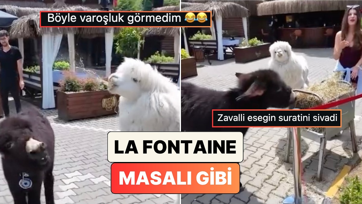 Bir Lama ve Bir Eşeğin Animasyon Filmlerini Aratmayan Aşırı Tükürüklü Mahalle Kavgası