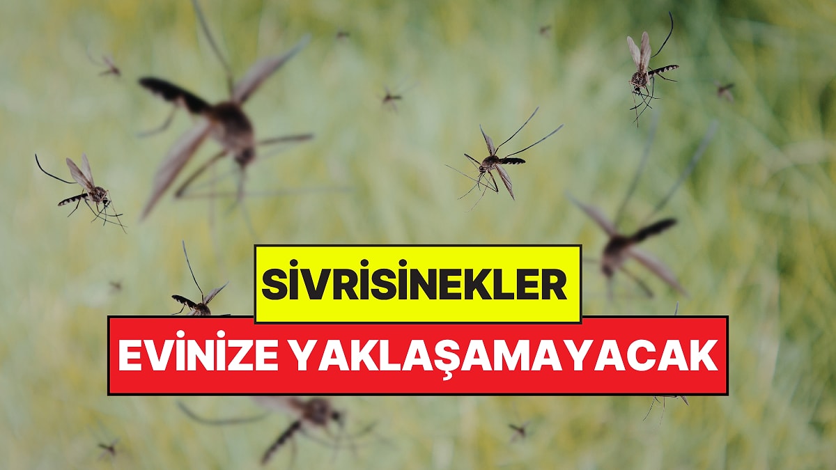 Yazın Sivrisinekleri Allah'a Yakın, Evinizden Uzak Tutan Kokular: Birkaç Damla Yetiyor
