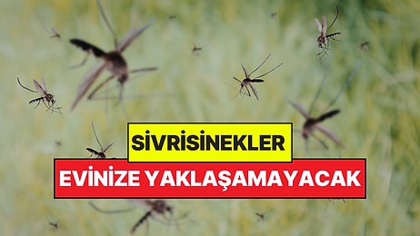 Yazın Sivrisinekleri Allah'a Yakın, Evinizden Uzak Tutan Kokular: Birkaç Damla Yetiyor