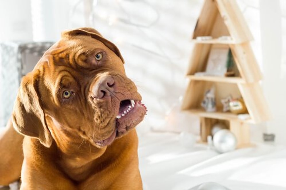 Why Do Dogs Do the "Head Tilt"?