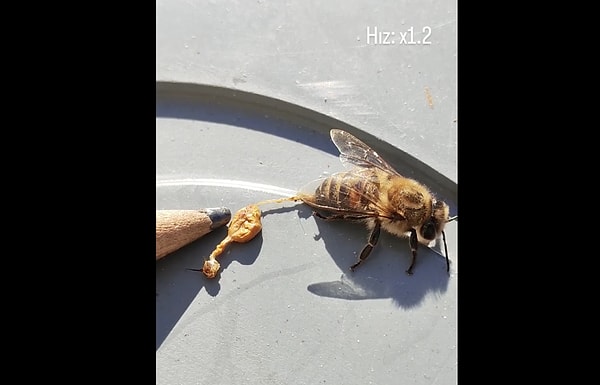 Bir bal arısı tehdit olarak gördüğü canlıyı soktuğunda, iğnesi deriye kolayca saplanır fakat yapısı gereği geri çıkamaz.