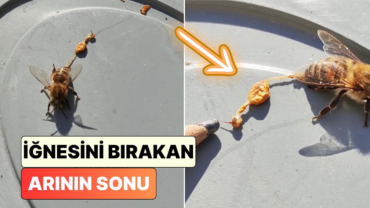 Neden Ölüyorlar? Bir İçerik Üreticisi İşçi Arıların Sokma Sonrasındaki Anatomik Durumunu Gösterdi