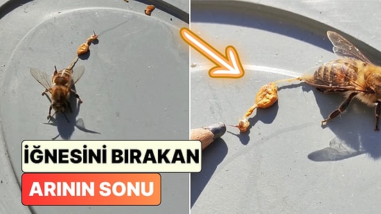 Neden Ölüyorlar? Bir İçerik Üreticisi İşçi Arıların Sokma Sonrasındaki Anatomik Durumunu Gösterdi