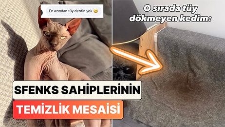 Sfenks Besleyenlerin Temizlik Çilesi! Bir Kadın Tüysüz Kedisinin Asıl Temizlik Mesaisini Paylaştı