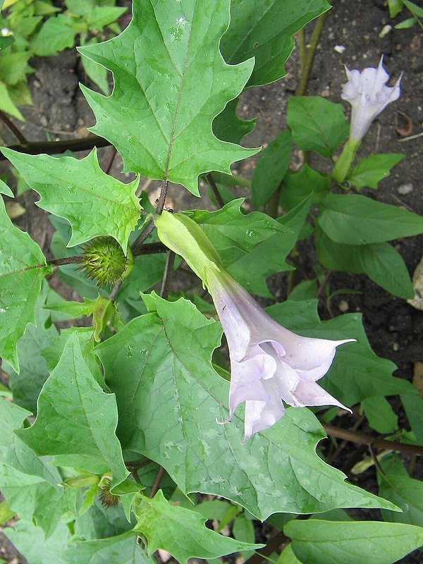 6. Tatula / Boru Otu (Thorn Apple)