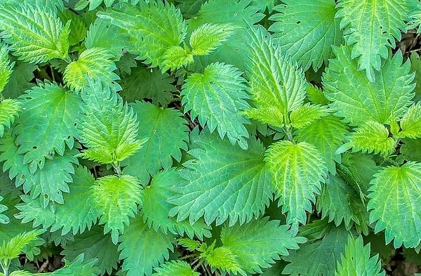 7. Isırgan Otu (Stinging Nettle)