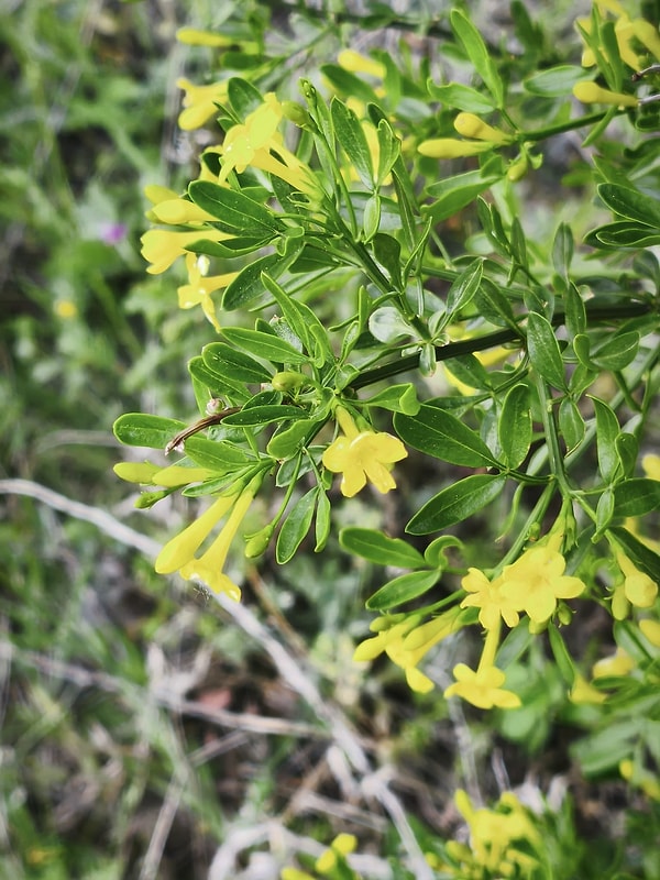 4. Bittersweet Nightshade