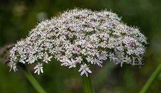 Experts Reveal Seven Poisonous Plants You Should Never Touch With Your Bare Hands