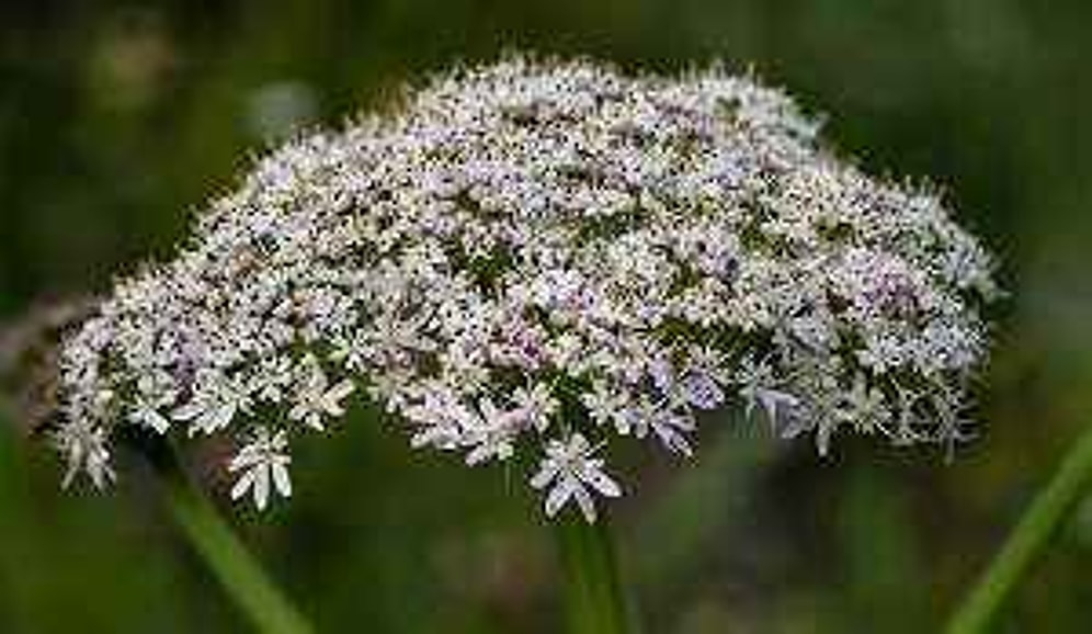 Experts Reveal Seven Poisonous Plants You Should Never Touch With Your Bare Hands