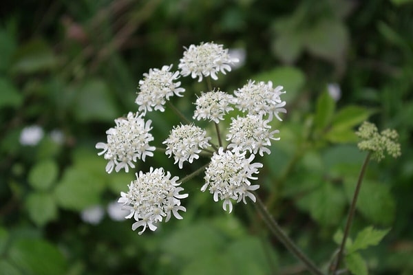 2. Common Hogweed (Adi Tavşancıl Otu)