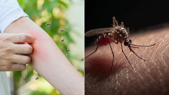 Is it True That Mosquitoes Choose Blood Types?