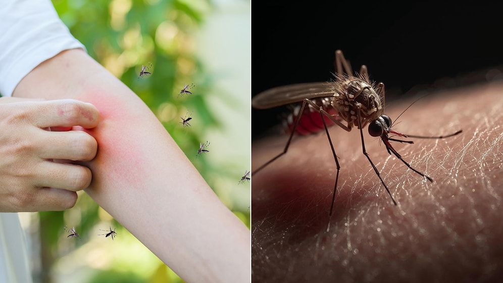 Is it True That Mosquitoes Choose Blood Types?