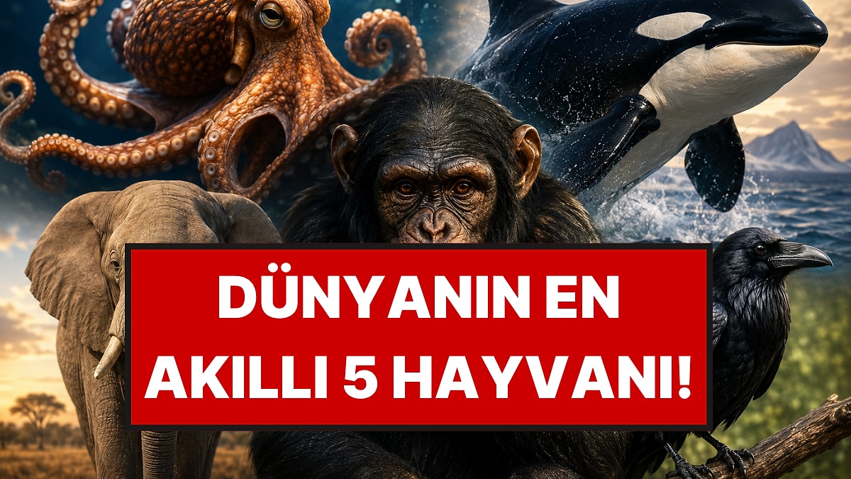 Kavanoz Açanlar, Yas Tutanlar: Zekaya Göre Sıralandığında Dünyanın En Akıllı 5 Hayvanı