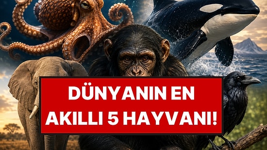 Kavanoz Açanlar, Yas Tutanlar: Zekaya Göre Sıralandığında Dünyanın En Akıllı 5 Hayvanı