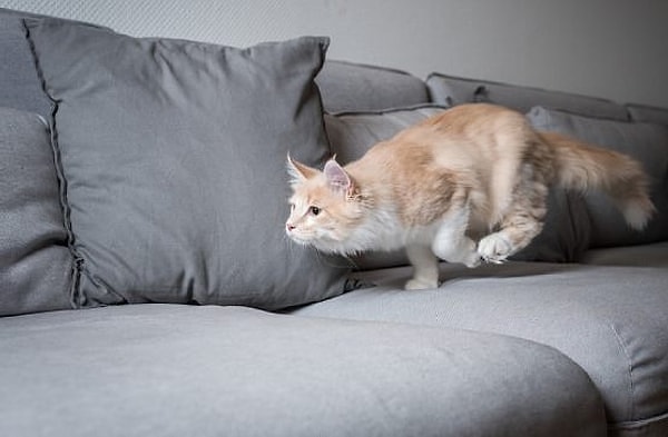 Kedi Neden Gece Yarısı Aniden Koşmaya Başlar?