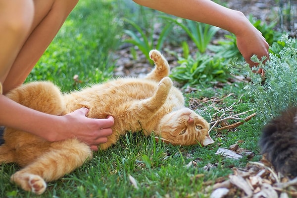 Kedi Neden Gıdıklanmaz Ama Yine de Karnına Dokunulmasından Hoşlanır?