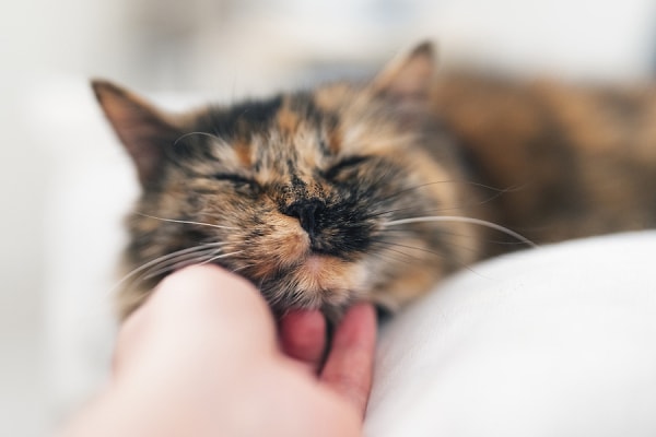 Kedi Neden Mırıldar?
