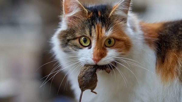 Kedi Neden Sahiplerinin Üstüne "Hediye" Getirir?