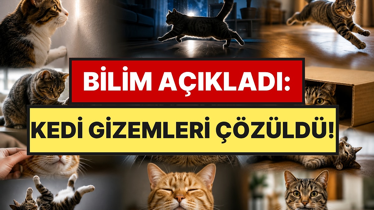 Kedilerin En Tuhaf 9 Davranışının Arkasındaki Şaşırtıcı Gerçek