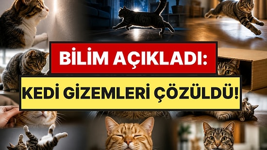 Kedilerin En Tuhaf 9 Davranışının Arkasındaki Şaşırtıcı Gerçek