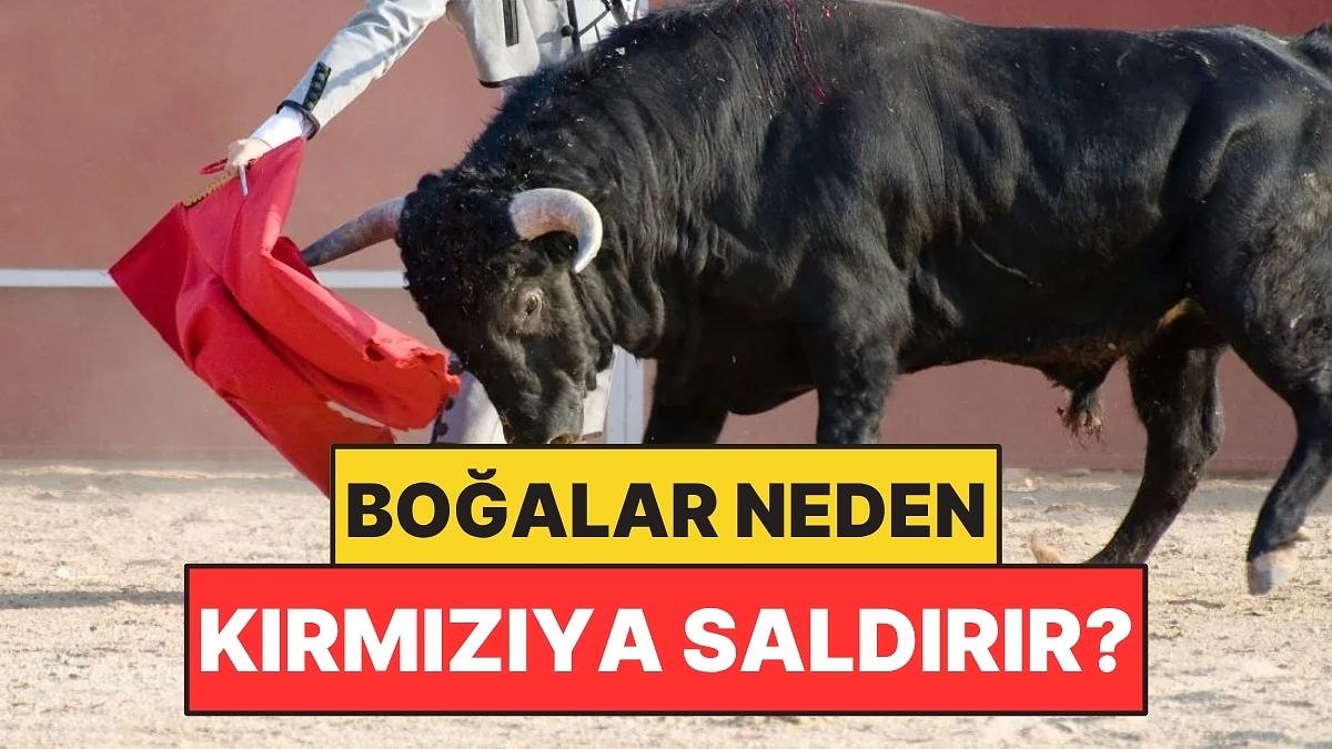 Boğaların Kırmızı Pelerine Saldırmalarının Nedeni Rengi Değilmiş