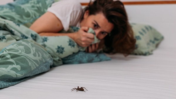 Gerçekte ev örümcekleri ne yapar?