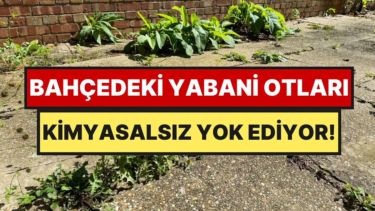 Ne Sirke Ne Çamaşır Suyu: Mutfaktaki Bu İki Malzeme Yabani Otları Anında Kurutuyor