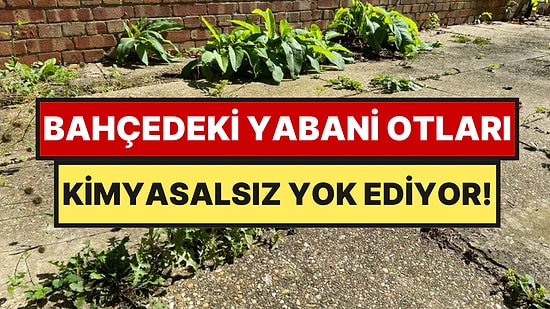 Ne Sirke Ne Çamaşır Suyu: Mutfaktaki Bu İki Malzeme Yabani Otları Anında Kurutuyor