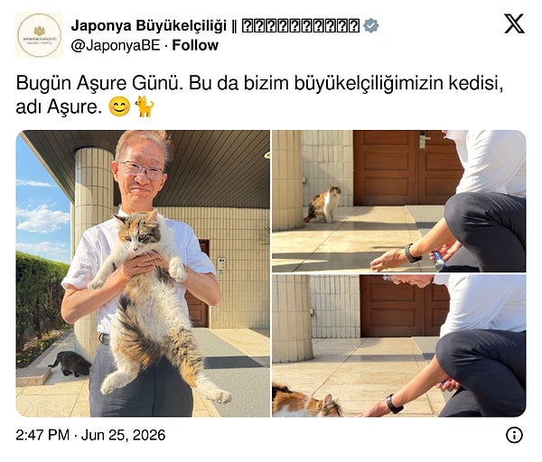 Bu kez Aşure Günü paylaşımlarına çok tatlı biri dahil oldu: Japonya Büyükelçiliği'nin kedisi Aşure!