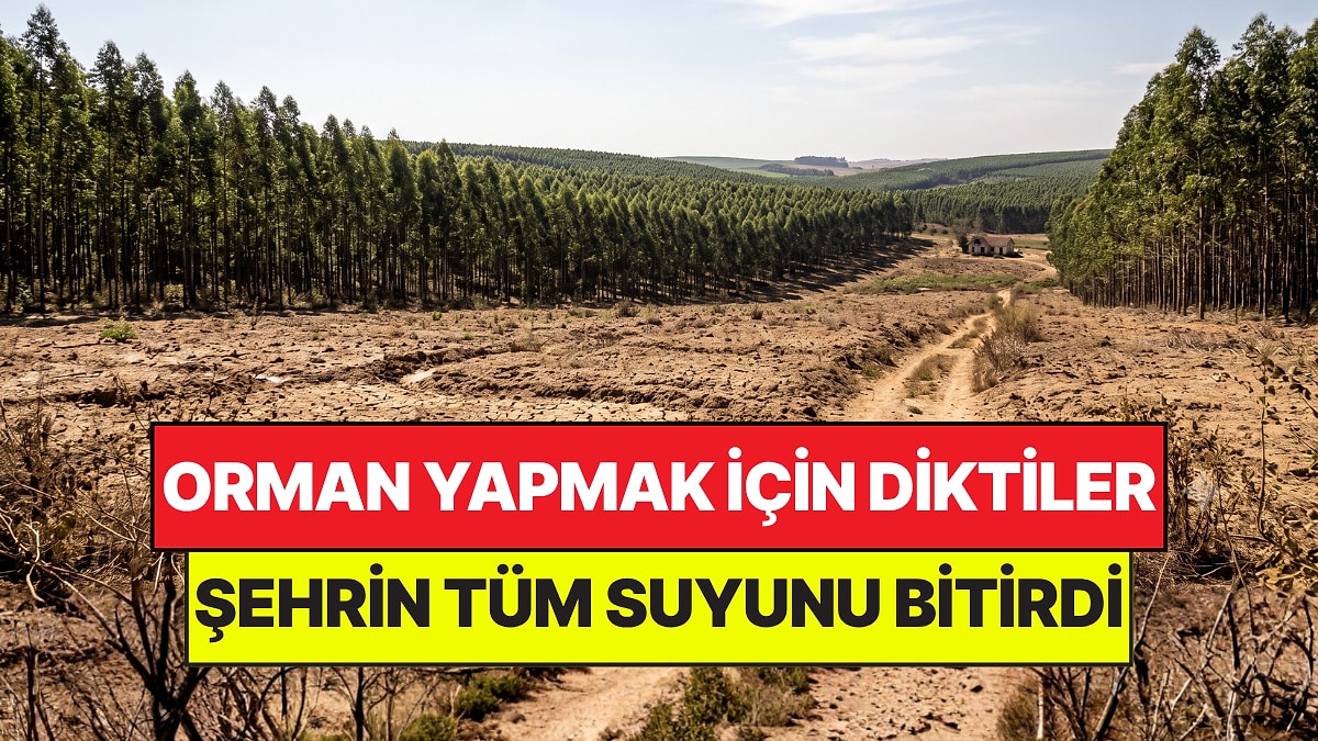 Orman Yapmak İçin Diktikleri Şehri Çöle Çevirdi: Tek Başına Suyu Kuruttu