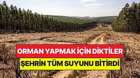 Orman Yapmak İçin Diktikleri Şehri Çöle Çevirdi: Tek Başına Suyu Kuruttu