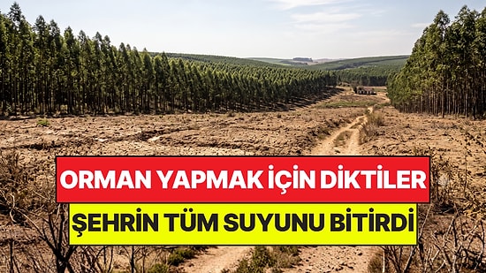 Orman Yapmak İçin Diktikleri Şehri Çöle Çevirdi: Tek Başına Suyu Kuruttu