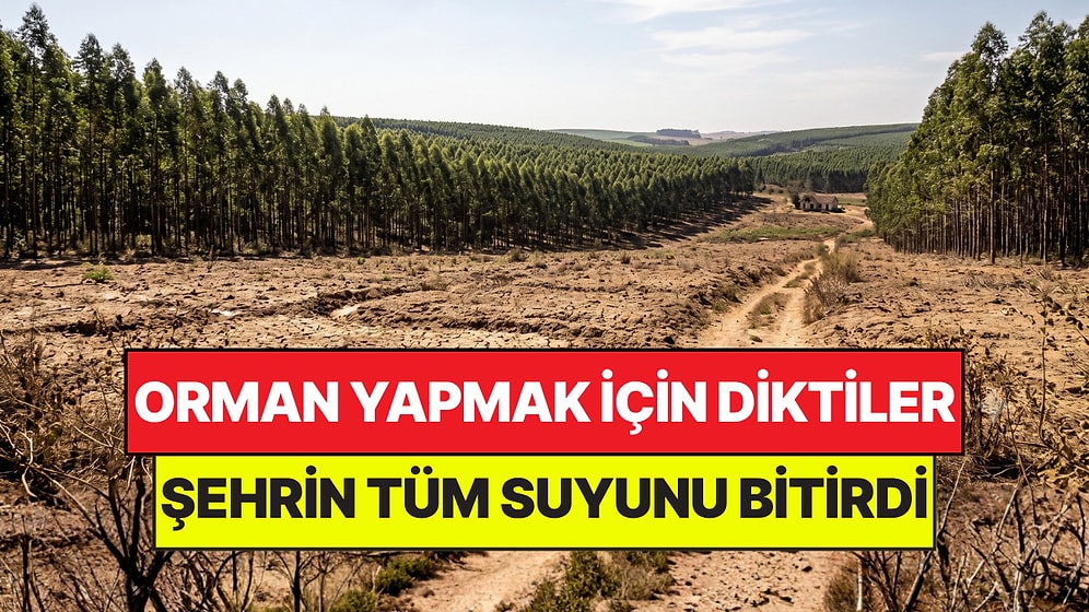 Orman Yapmak İçin Diktikleri Şehri Çöle Çevirdi: Tek Başına Suyu Kuruttu