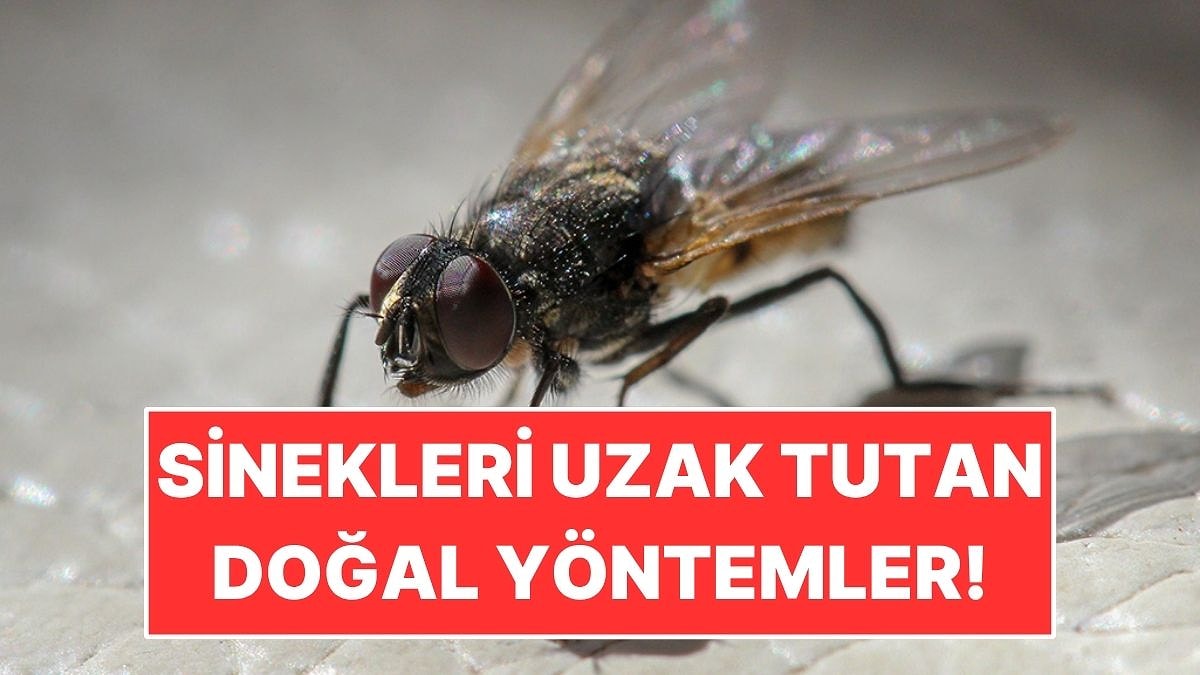 Yaz Aylarında Sinekleri Uzak Tutmanın En Kolay Yolları Belli Oldu!